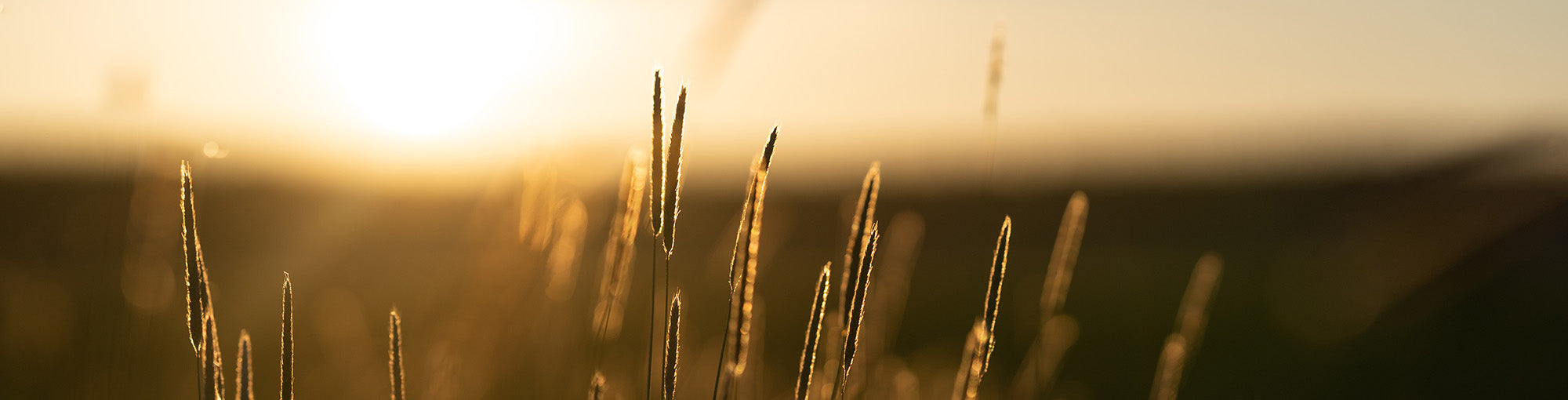 Peltomaisema aurinonlaskun aikaan