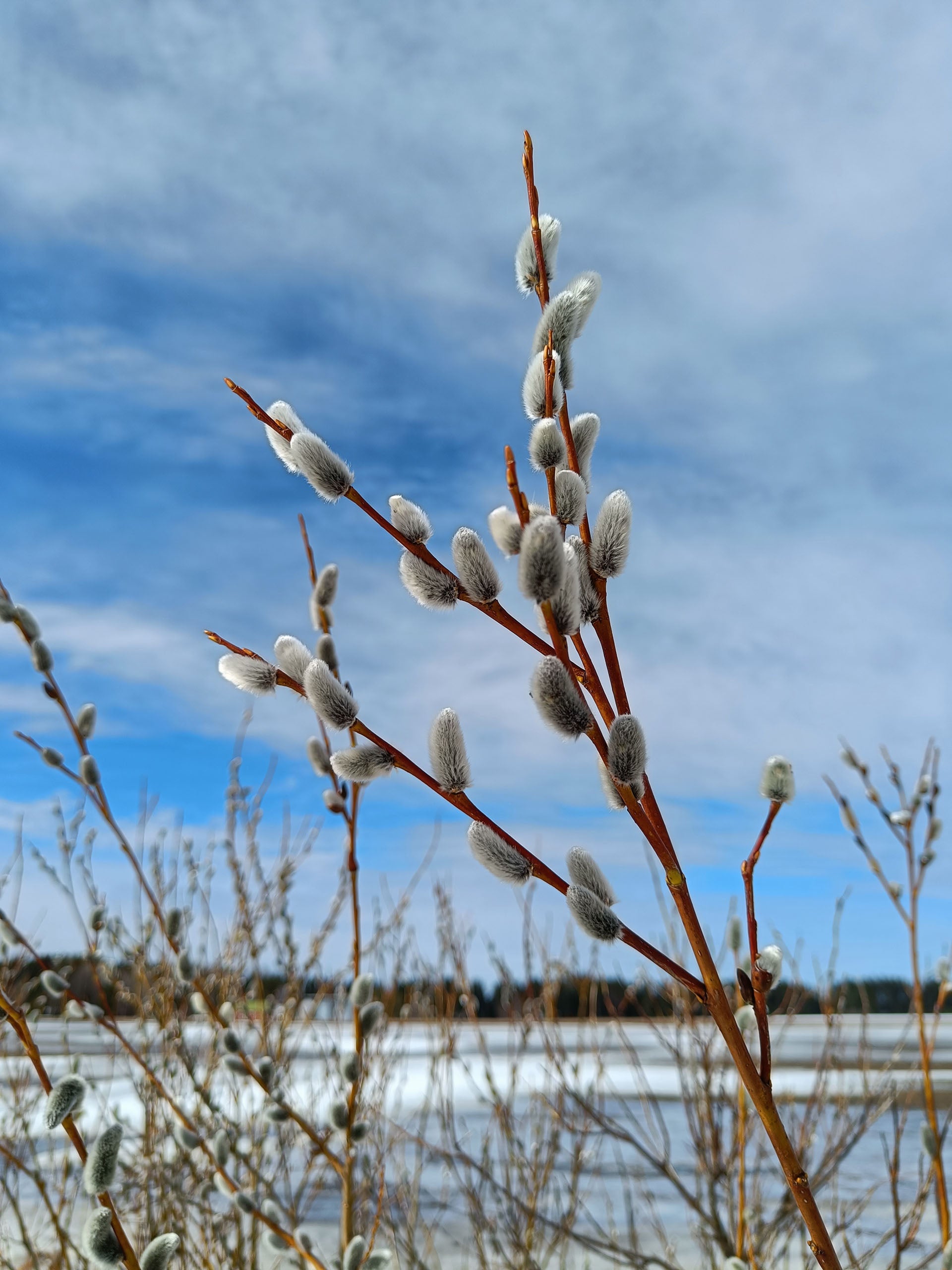 Keväinen maisema, jossa etualalla on pajunkissoja